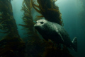   Kelp Forest Glider.A Harbor Seal drifts Anacapa Island. Image taken Canon Digital Rebel Ikelite housing 1022mm zoom lens. Shot f4.5 160 second. Glider. Glider Island w/ 10-22mm 10 22mm lens f/4.5 f/45 f/4 4.5 1/60 60 second  